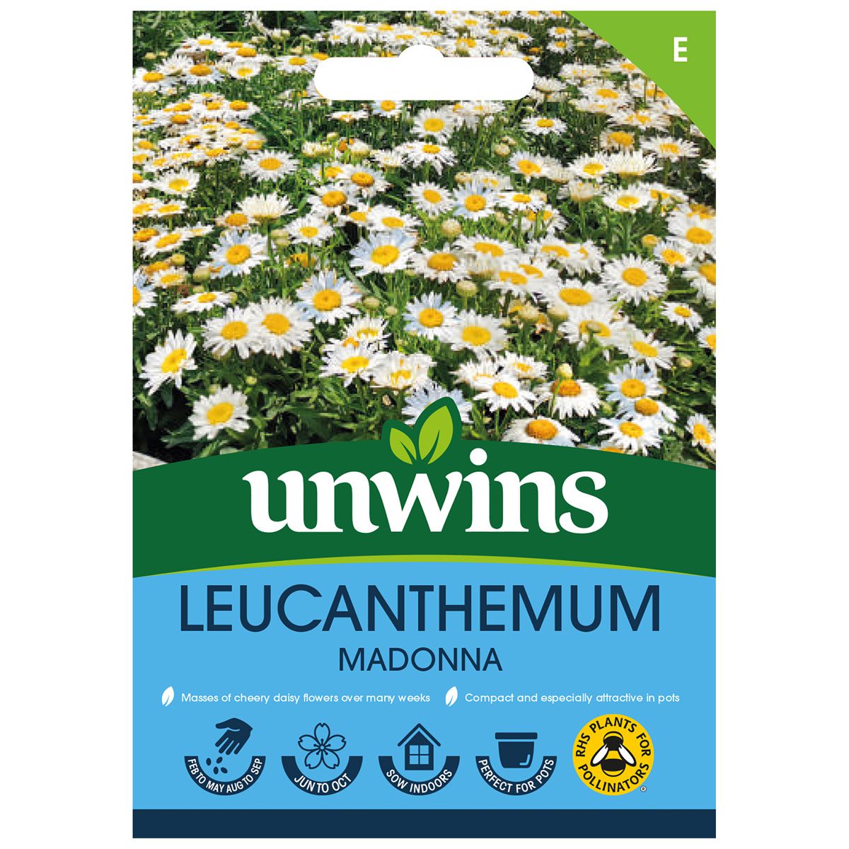 5051618025027 1 Leucanthemum Madonna Seeds.jpg